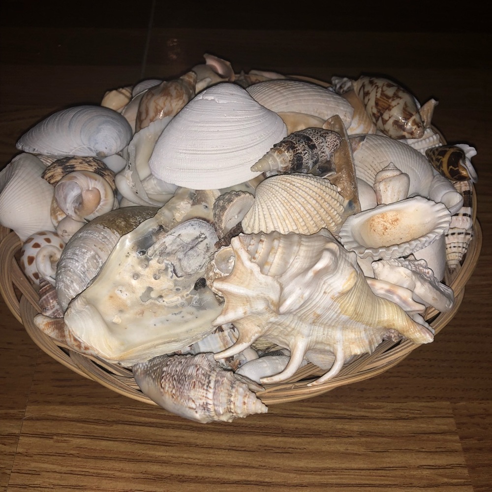 Sea shells